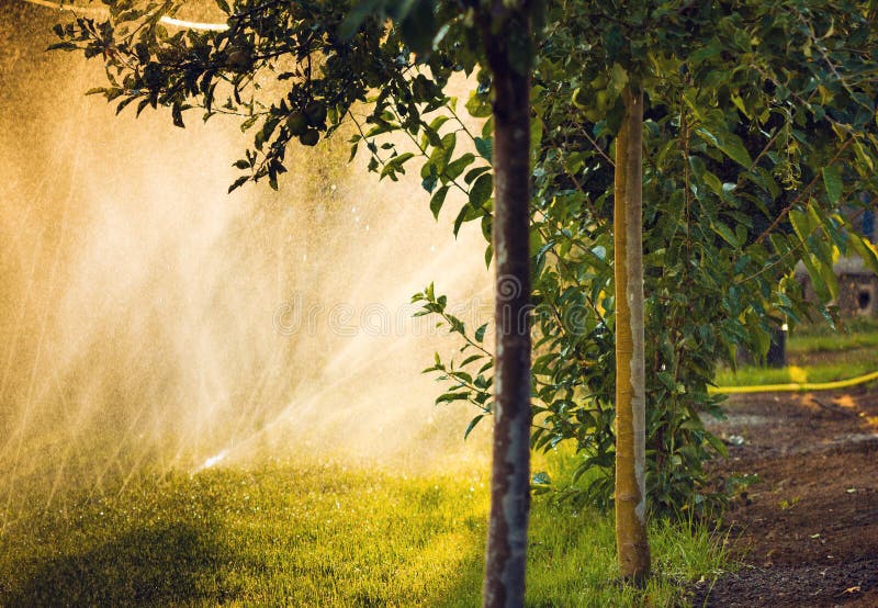 Apple Trees With Irrigation System Stock Image Image of natural
