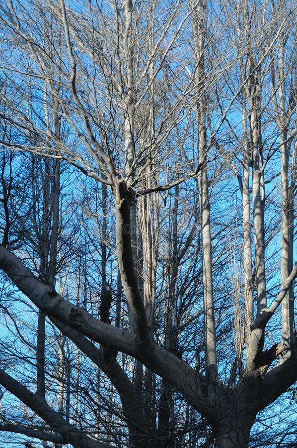 Water Sprouts in the Canopy, Nature, Tree, Vertical Stock Photo Image