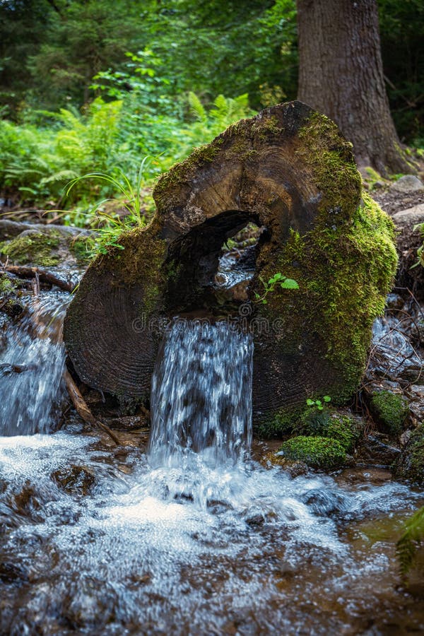 Voda protékající středem kmene stromu