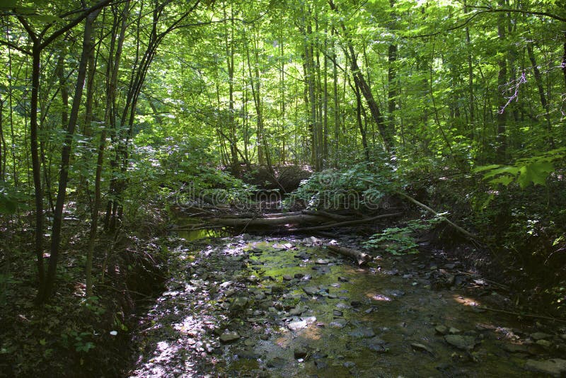 Water stream in a lush green vegetation, in a forest of Oakville, Ontario, Canada