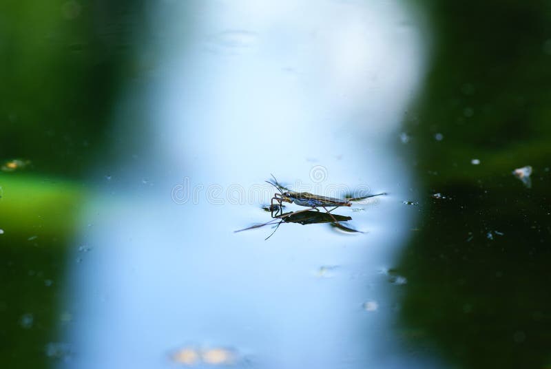 Water strider stock photos