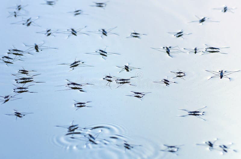 Skaters on the water surface. Skaters on the water surface