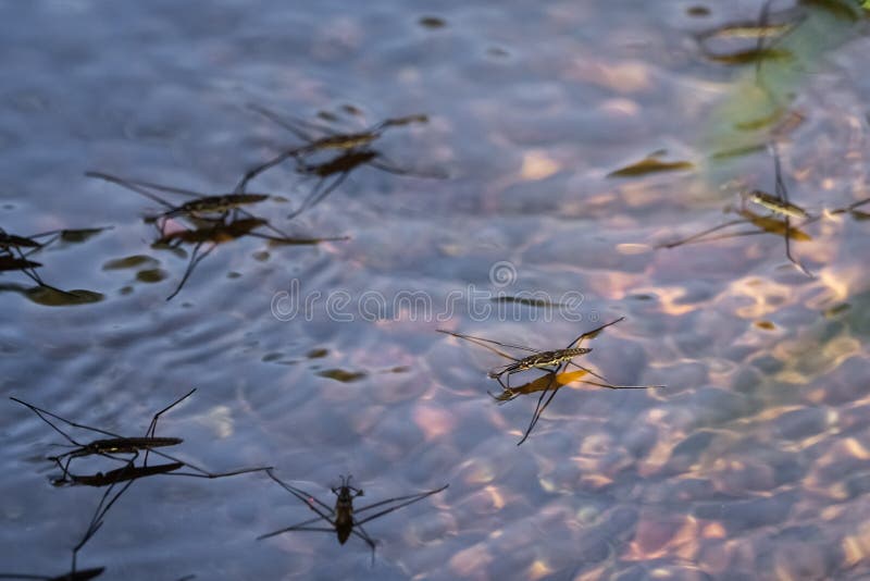 Water strider / skipper on the surface tension on water. Gerridae, family of insects in the order Hemiptera