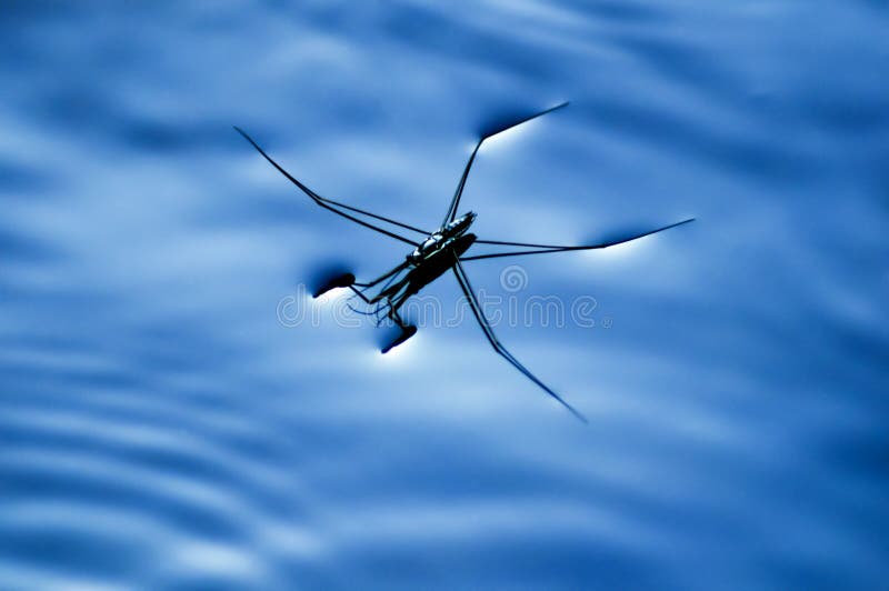 Water Striders or Pond skaters