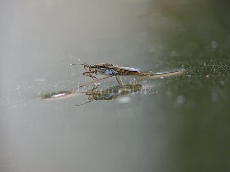 Water striders on water. Reflections in a pond.