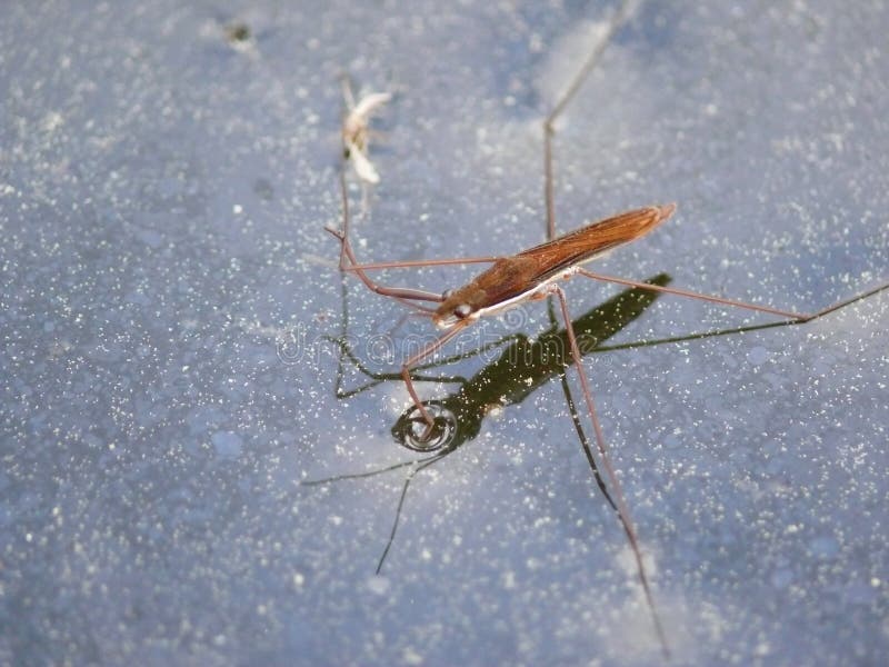 Water striders on water. Reflections in a pond.