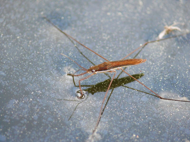 Water striders on water. Reflections in a pond.