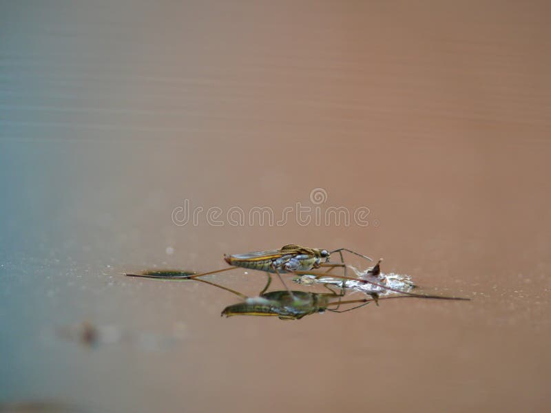 Water striders on water. Reflections in a pond.