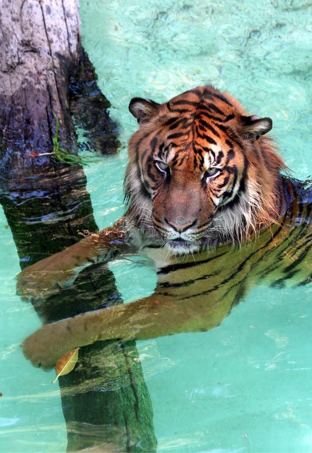 Water Tiger