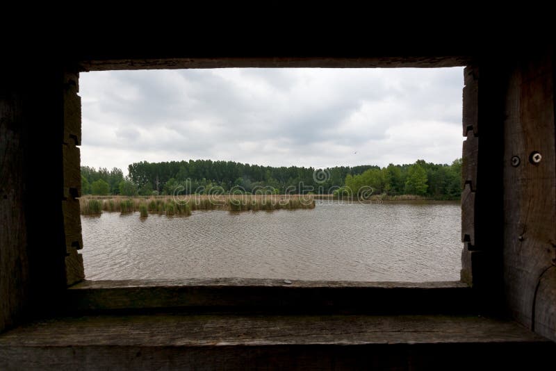 Reed Trees Shore Lake Nature Reserve Het Vinne Zoutleeuw Belgium