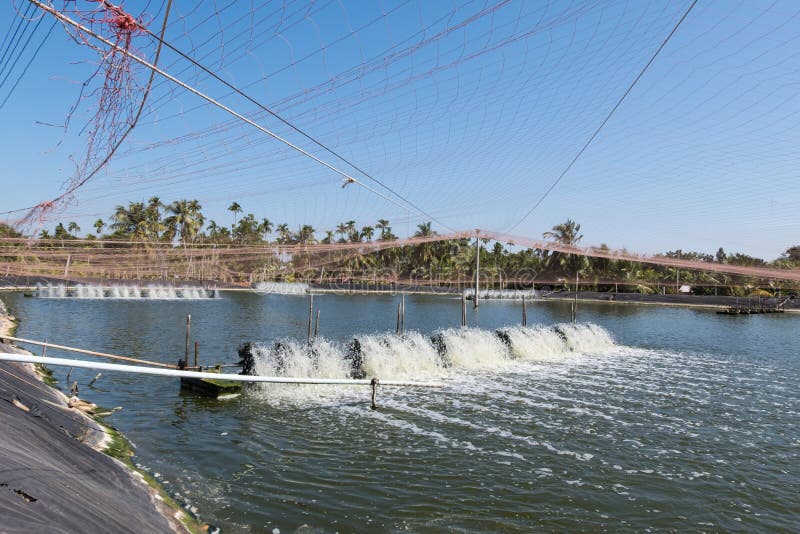 Water aeration turbine in farming aquatic. Shrimp and fish hatchery business in Thailand. Water aeration turbine in farming aquatic. Shrimp and fish hatchery business in Thailand.