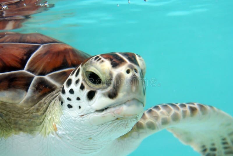 Close-up di caretta Caretta tartaruga d'acqua, nell'acqua turchese.