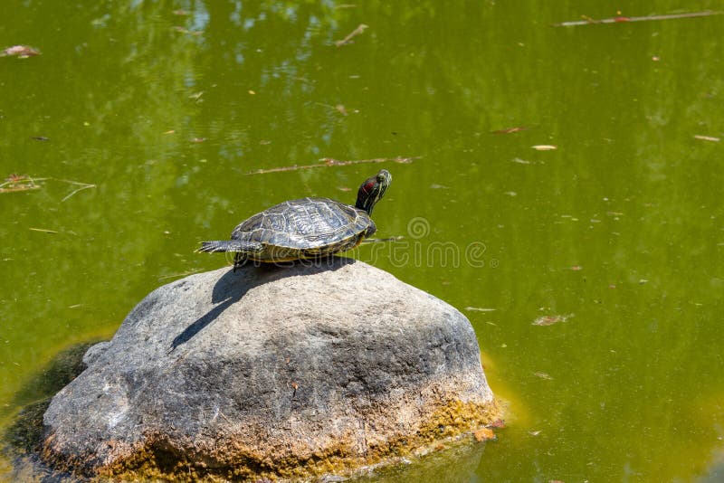Water Turtles on Rock in Lake on a Sunny Day Stock Photo Image of