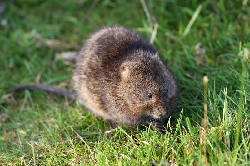 Water Vole stock photo. Image of pond, rare, tail, fresh 12454378