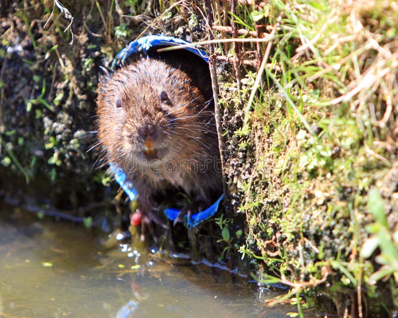 Water vole