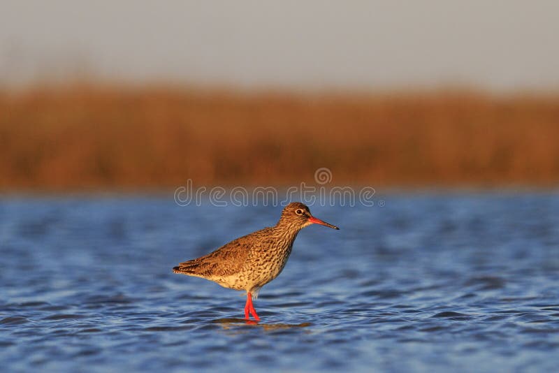 Waterbirds in Salt Lake stock photo. Image of meadow 70095366