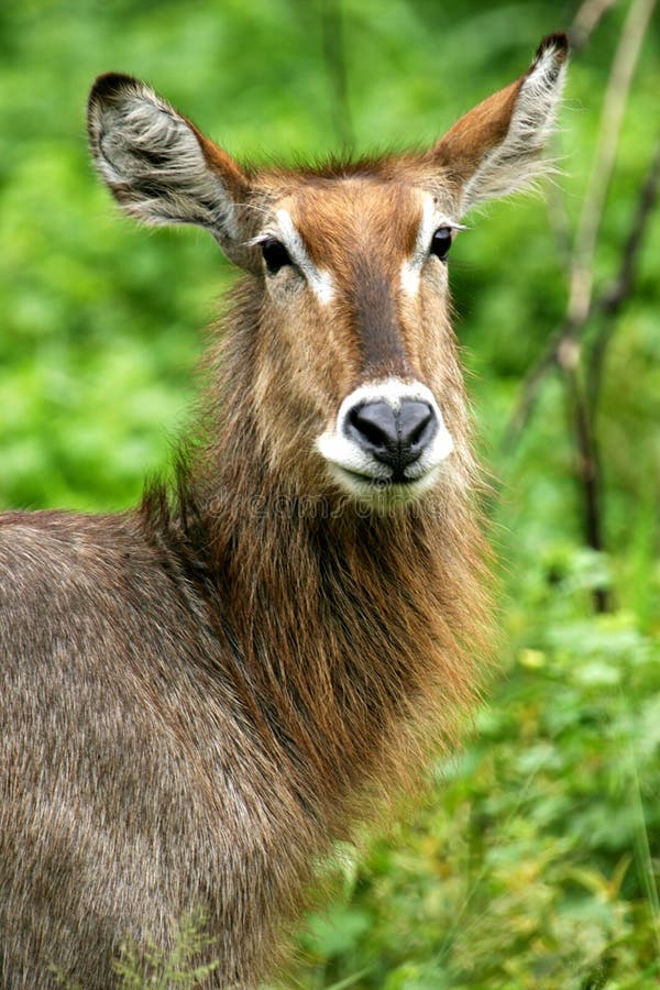 Waterbuck imagen de archivo