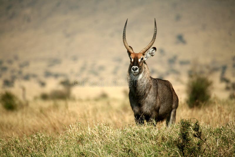 Waterbuck