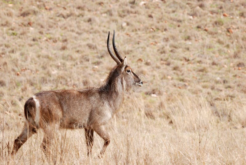 Waterbuck fotografía de archivo libre de regalías