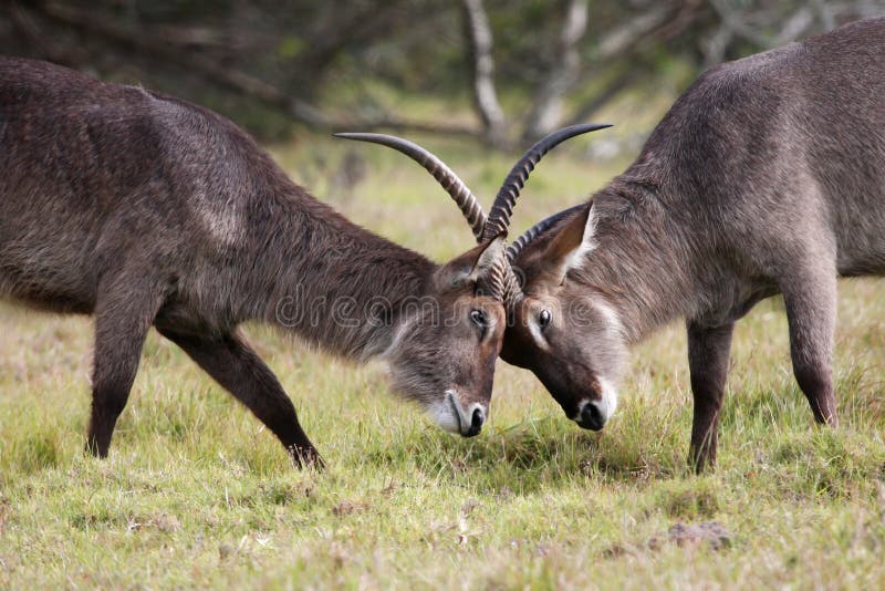 Waterbuck Antelope Fight