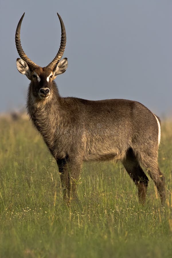 Waterbuck Bull