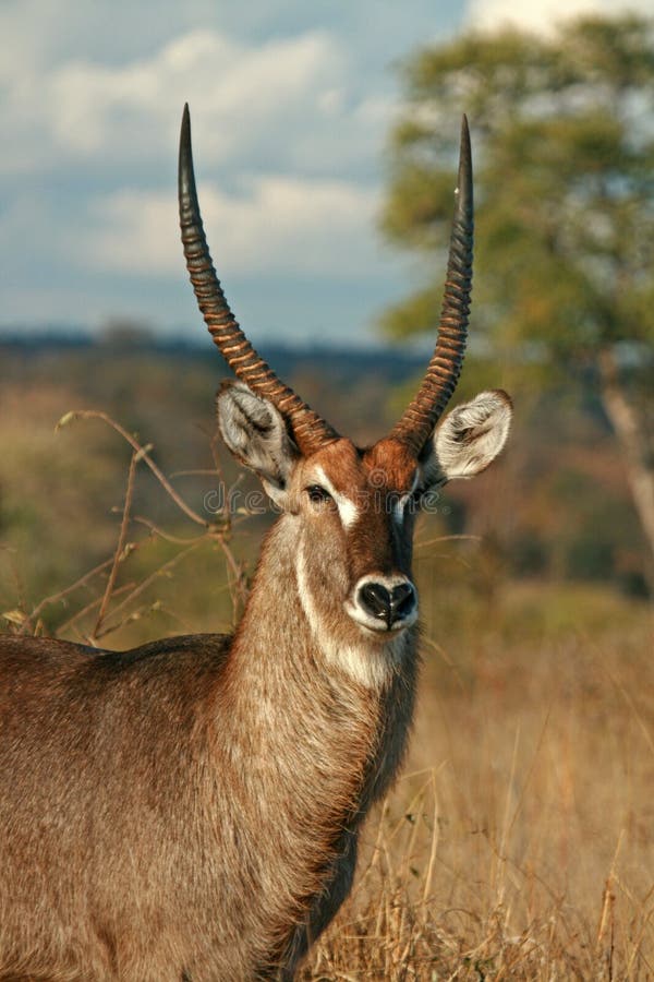 Waterbuck Bull