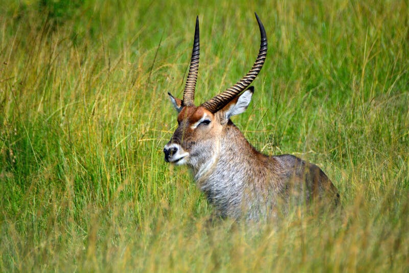 Waterbuck de Defassa, Maasai Mara Game Reserve, Kenya photo libre de droits Waterbuck de Defassa, Maasai Mara Game Reserve, Kenya photo libre de droits