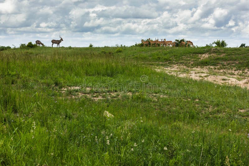 Waterbuck e Imala imagem de stock Waterbuck e Imala imagem de stock