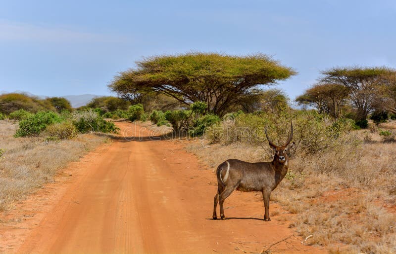 Waterbuck en el acacia parque nacional de Senegal, Kenia, Taita Hils, África foto de archivo libre de regalías