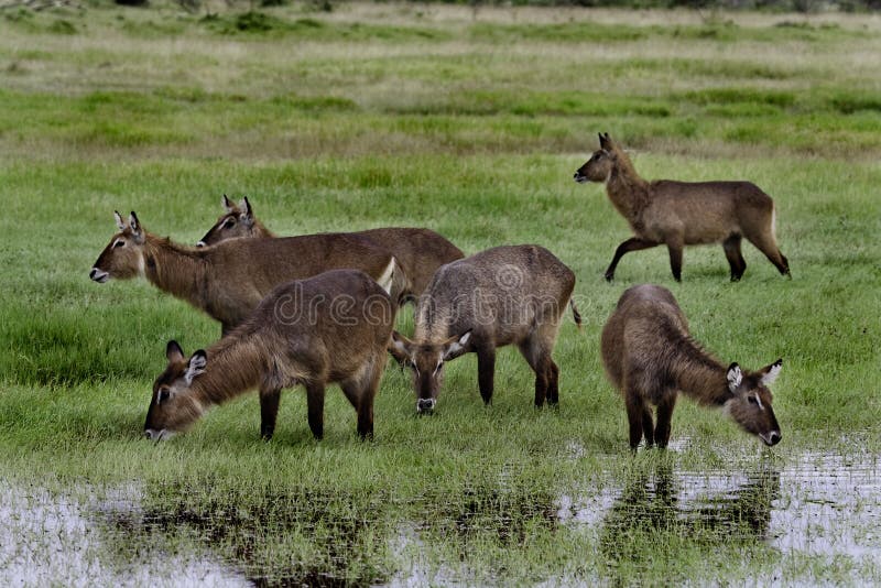 Waterbuck females drinking