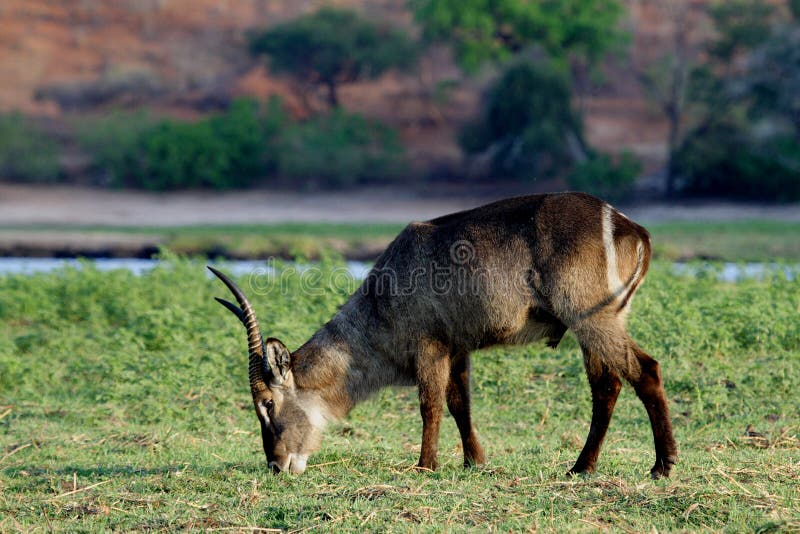 Waterbuck having a late-afternoon snack