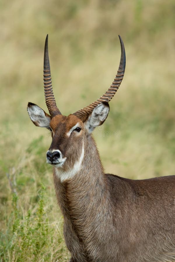 Waterbuck portrait