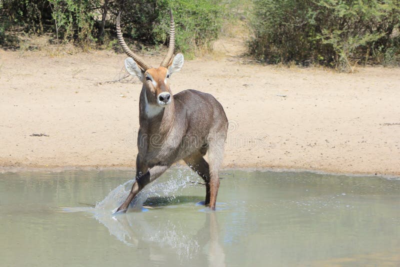 Waterbuck - Wildlife from Africa - Alerted to Danger, Splash of Escape