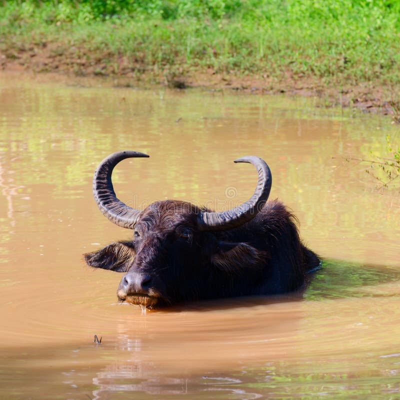 Waterbuffel royalty-vrije stock foto Waterbuffel royalty-vrije stock foto