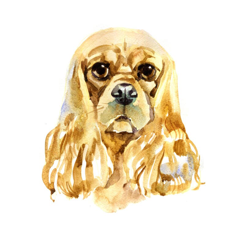 Watercolor American Cocker Spaniel on White Background Stock
