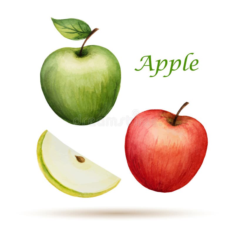 Watercolor Apple Vector Clip Art Stock Vector Illustration of drawing