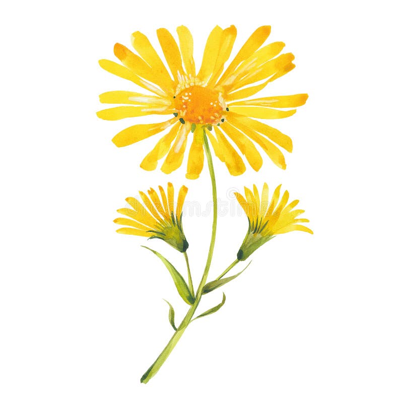 Arnica Floral Composition. Set of Flowers with Leaves, Buds and ...