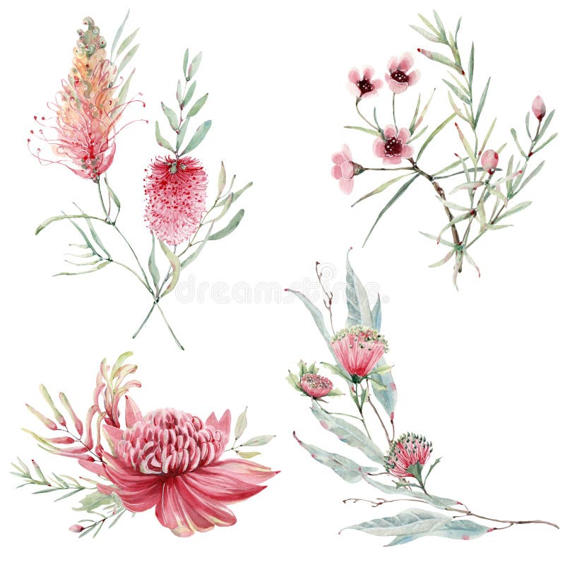 Bottlebrush Stock Illustrations – 69 Bottlebrush Stock Illustrations ...