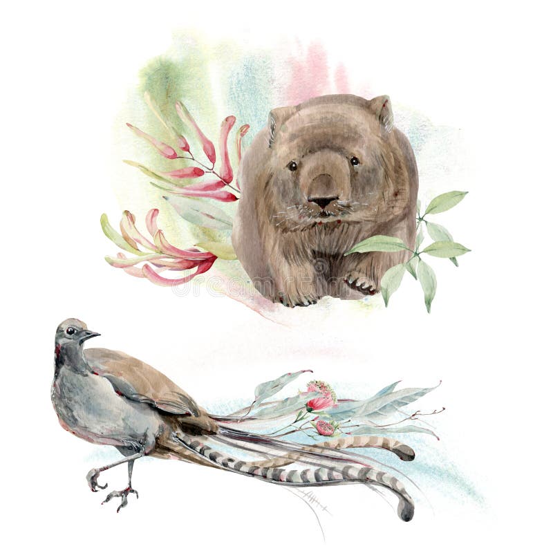 Watercolor Lyrebird Stock Illustrations – 12 Watercolor Lyrebird Stock  Illustrations, Vectors & Clipart - Dreamstime