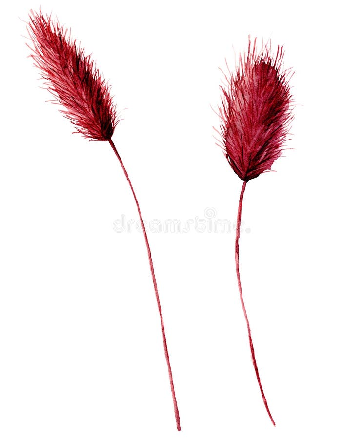 Watercolor autumn lagurus grass set. Hand painted green and yellow branch of grass isolated on white background royalty free stock images Watercolor autumn lagurus grass set. Hand painted green and yellow branch of grass isolated on white background royalty free stock images
