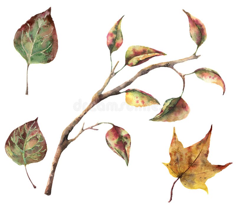 Watercolor autumn set with tree branches and fall leaves. Hand painted autumn clip art isolated on white background for royalty free illustration Watercolor autumn set with tree branches and fall leaves. Hand painted autumn clip art isolated on white background for royalty free illustration