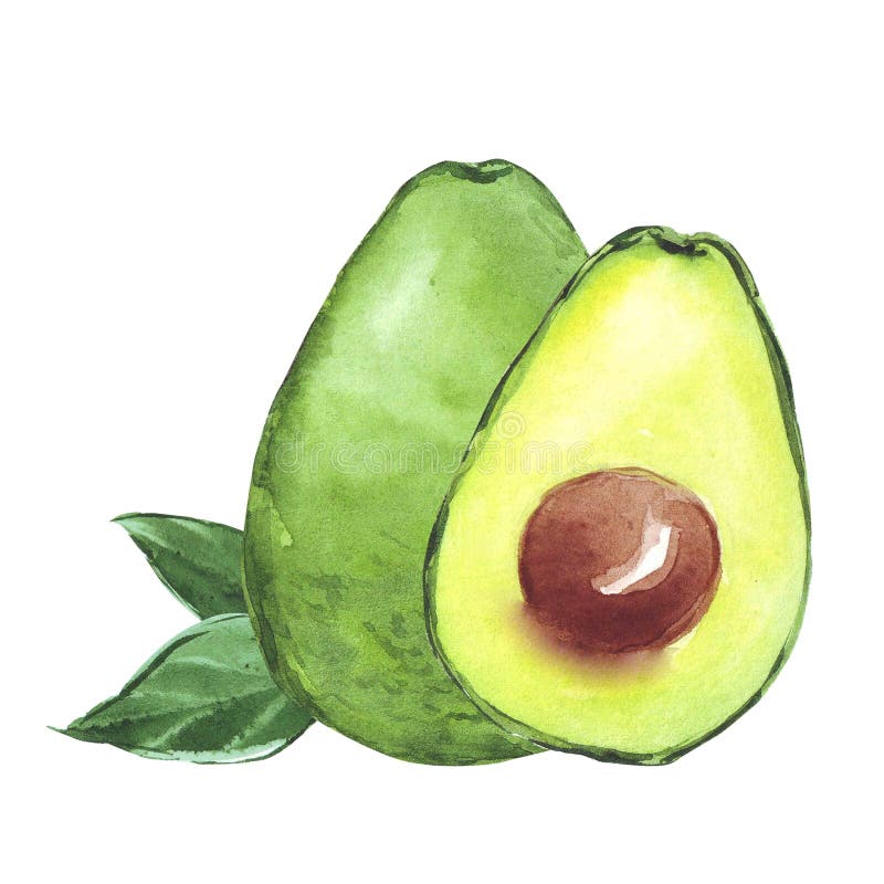 Watercolor avocado sketch, hand drawn illustration vector illustration