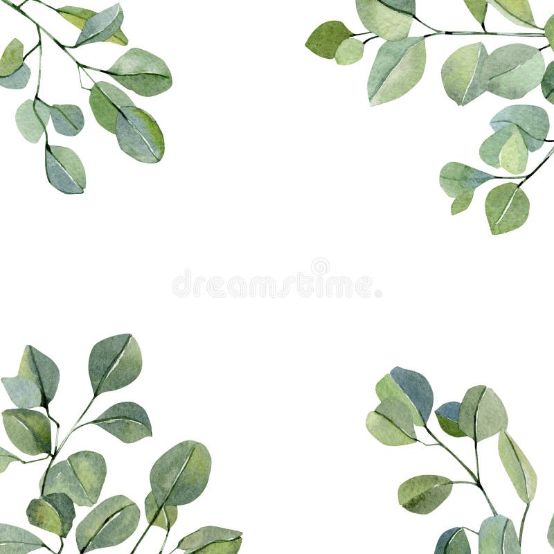 Watercolor banner with hand painted silver dollar eucalyptus. Branches and leaves isolated on white background. royalty free illustration Watercolor banner with hand painted silver dollar eucalyptus. Branches and leaves isolated on white background. royalty free illustration