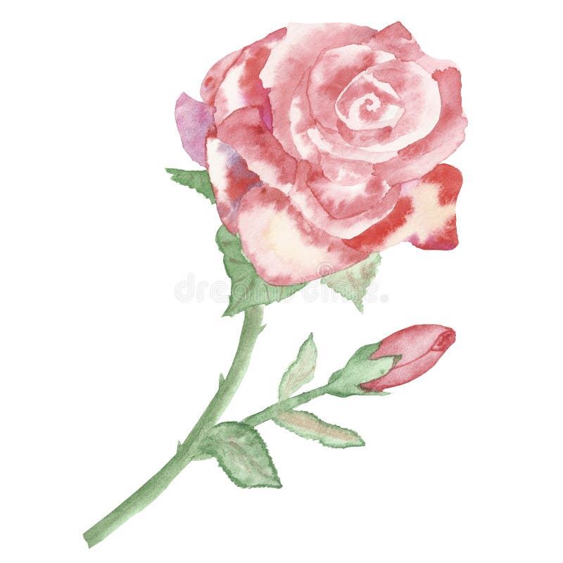 Lovely Rose stock illustration. Illustration of lovely - 72599206