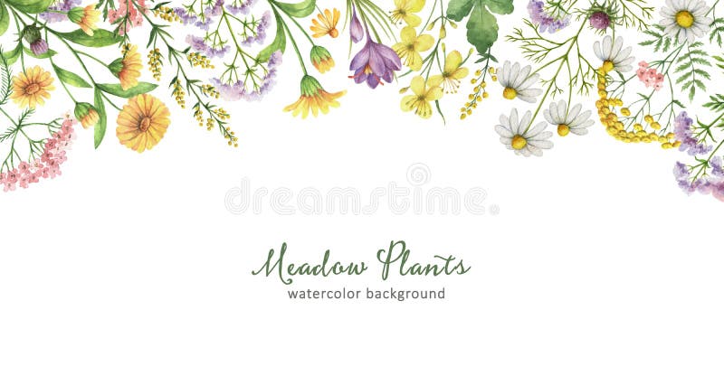 Watercolor banner with meadow plants. Healing Herbs for for summer or spring cards, Invitations, posters, banners or greeting design.