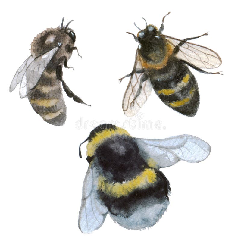 7,229 Bumble Bees Stock Photos - Free & Royalty-Free Stock Photos from ...