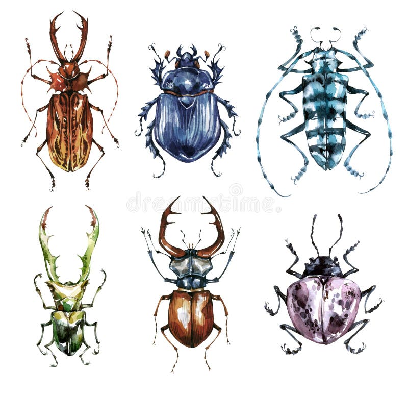 Watercolor beetles collection on a white background. Animal, insects. Entomology. Wildlife. Can be printed on T-shirts royalty free illustration Watercolor beetles collection on a white background. Animal, insects. Entomology. Wildlife. Can be printed on T-shirts royalty free illustration