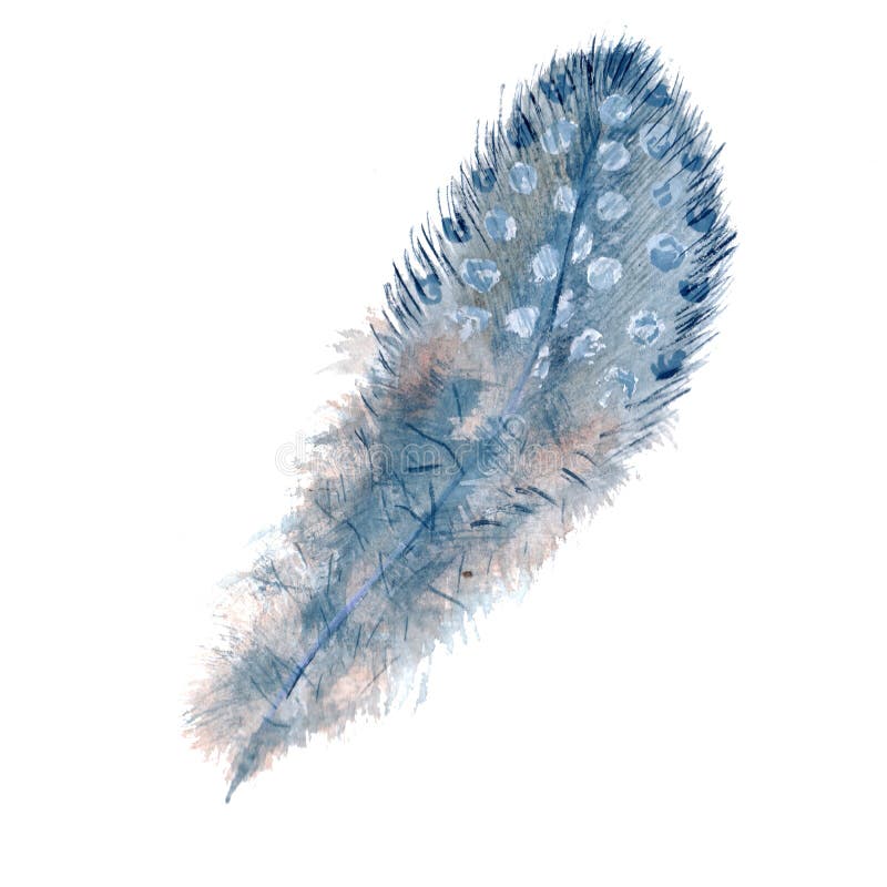 Watercolor Bird Feather from Wing Isolated. Stock Illustration ...