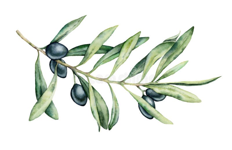Watercolor black olive branch set. Hand painted floral illustration with olive fruit and tree branches with leaves royalty free illustration Watercolor black olive branch set. Hand painted floral illustration with olive fruit and tree branches with leaves royalty free illustration
