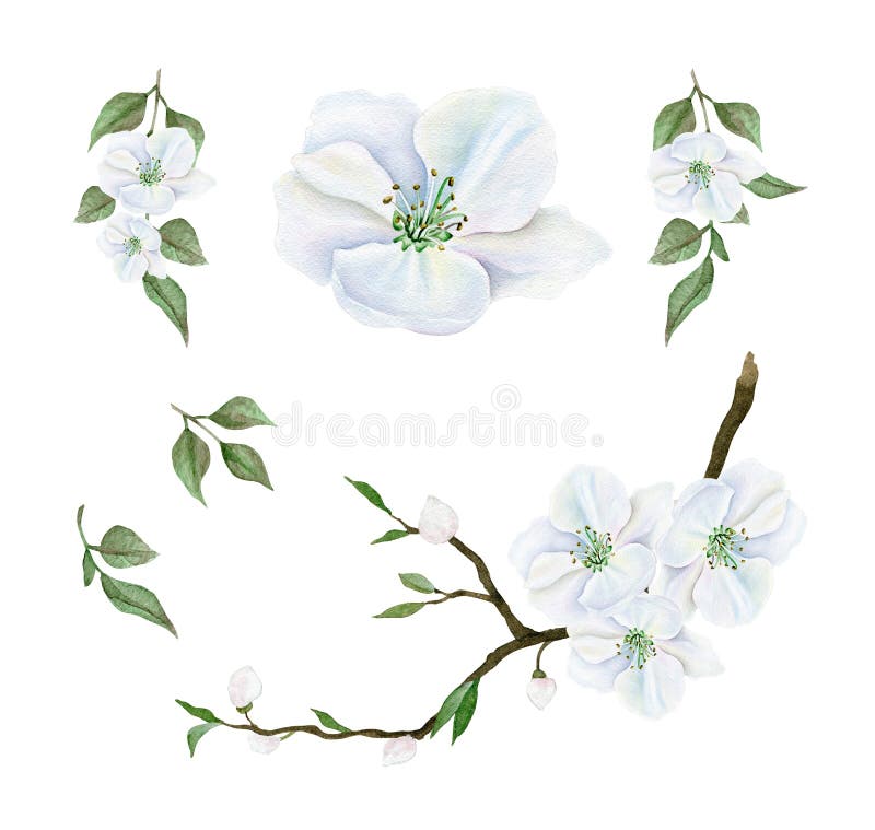 Watercolor blooming apple tree branch and flowers royalty free illustration